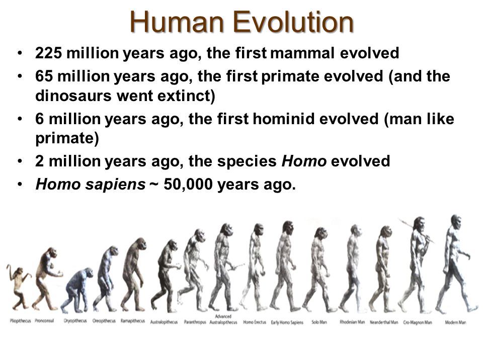 HumanEvolution225millionyearsagothefirstmammalevolved மானுட சமூகத்தின் பரிணாமம் (பாகம் 01)- ந.மாலதி