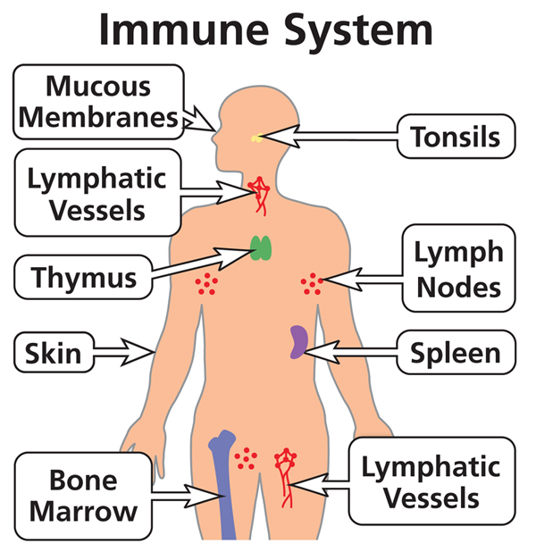 Immune System 600 அறிமுகப்படுத்தப்படும்புதிய நோய்களும் பயமுறுத்தும் செய்தி  ஊடகங்களும்(2)-பரமபுத்திரன்