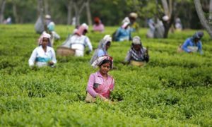 Tea estate workers புறந்தள்ளப்படும் இளைஞர்கள் - துரைசாமி நடராஜா