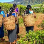 மலையகம்: கேள்விக்குறியாகும் தொழிற்சங்க பலம்-துரைசாமி நடராஜா