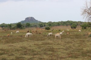 batti 2 மாடுகளை கொல்லுவோர் நாளை மனிதர்களையும் கொல்லுவார்கள் - மட்டு.நகரான்