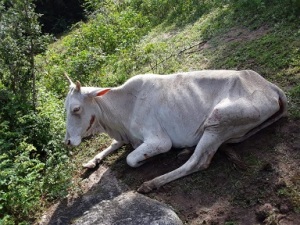 cow மயிலத்தமடுவில் நடப்பதென்ன? - துரைராசா ஜெயராஜா