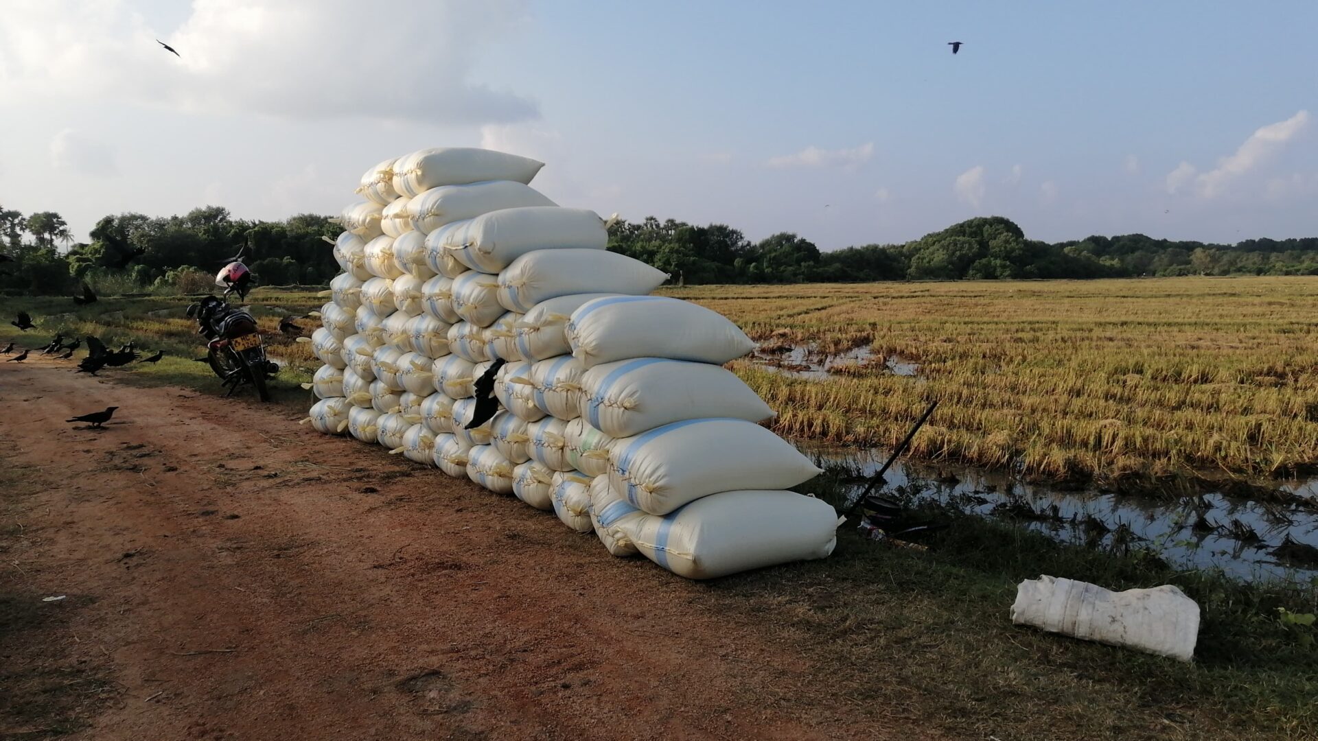 பெரும்போக நெற் செய்கையில் பாரிய வீழ்ச்சி, விவசாயிகள் கவலை 1 https://www.ilakku.org/wp-content/uploads/2021/08/cropped-Google_Logo.png IMG 20240124 WA0003 பெரும்போக நெற் செய்கையில் பாரிய வீழ்ச்சி, விவசாயிகள் கவலை