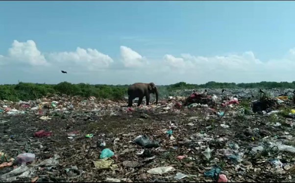 elephant யானை தாக்குதலால் அச்சுறுத்தளுக்கு உள்ளாகும் மக்கள் - ஹஸ்பர் ஏ ஹலீம்