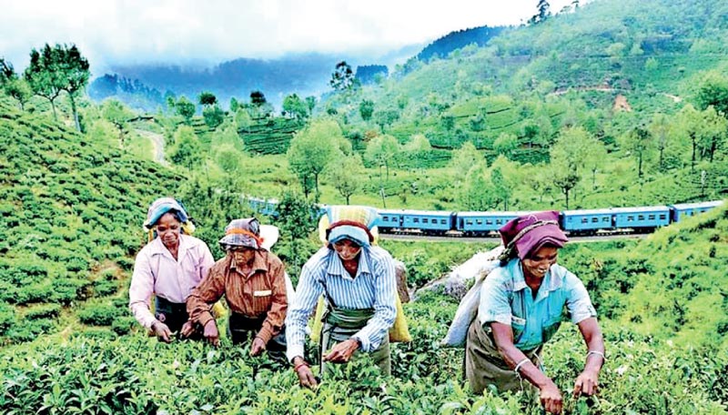 மே 21 சர்வதேச தேயிலை நாள்பெருந்தோட்ட மக்களின் நிலை?-மருதன் ராம்