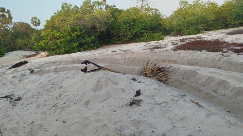 யாழில் தொடரும் மணல் கொள்ளை!