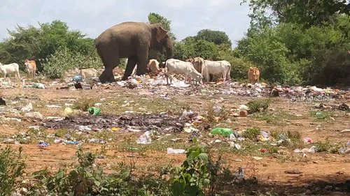 கிளீன் சிறிலங்கா மூலம் சூழல் பாதுகாக்கப்பட்டதா ? – கிண்ணியான்