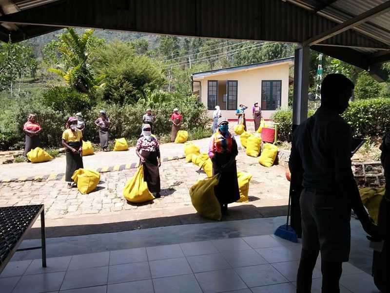 நட்டக் கணக்குடன் லாபம் ஈட்டும் தோட்ட கம்பனிகள் – மருதன் ராம்