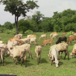 மட்டக்களப்பு மேய்ச்சல்தரை அபகரிப்பு சிங்கள மக்கள் பிரதிநிதித்துவத்துக்கான ஆரம்பப்புள்ளி: – பா. அரியநேத்திரன்
