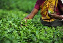 பெருந்தோட்டத் தொழிலாளர்களின் சம்பள விவகாரம்- வாக்குறுதியை நிறைவேற்றுவோம் : அமைச்சர் சமந்த வித்தியாரத்ன