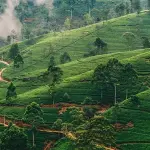 தோட்டத் தொழிலாளர்களுக்கு நாள் சம்பளமாக ரூ.2500 அவசியம்