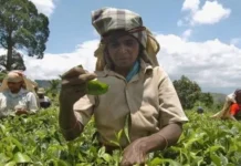 மலையகத்தில் தமிழ் வித்தியாலய காணி அபகரிப்பு அரசியல்வாதிக்கு எதிராக போராட்டம்…