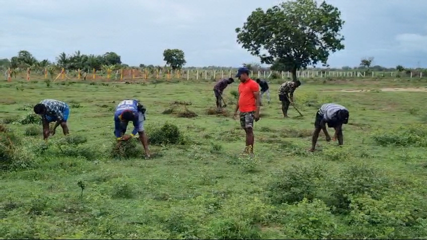 மாவீரர் துயிலும் இல்லத்தை தாவரவியல் பூங்காவாக அடையாளப்படுத்த திட்டம்!