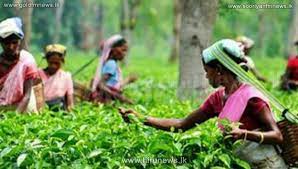தோட்டத் தொழிலாளர்களின் சம்பள விவகாரம்: இலங்கை தொழிலாளர் காங்கிரஸ் அரசாங்கத்திடம் கோரிக்கை