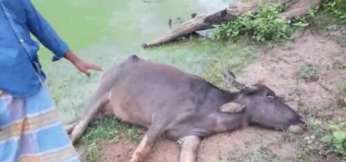 மட்டக்களப்பு: மீண்டும் கால்நடைகள் மீது துப்பாக்கிச் சூடு- ஆபத்தில் பண்ணையாளர்கள்!
