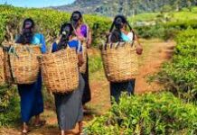 மலையக தொழிற்சங்கங்களும் சௌமியமூர்த்தி தொண்டமானும் : மருதன் ராம்