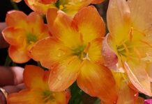 கார்த்திகை வாசம் மலர்க்கண்காட்சி கிட்டு பூங்காவில் வெள்ளிக்கிழமை ஆரம்பம்!