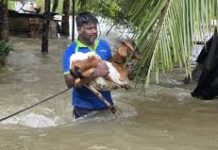 சீரற்ற காலநிலை: பல்லாயிரம் கால்நடைகளைக் காணவில்லை என அறிவிப்பு!