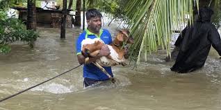 சீரற்ற காலநிலை: பல்லாயிரம் கால்நடைகளைக் காணவில்லை என அறிவிப்பு!