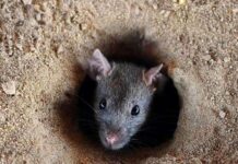 யாழில் எலிக்காய்ச்சல் குறித்து எச்சரிக்கை!