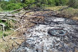 சுற்றாடல் சட்டங்களை மீறுவோருக்கு எதிராக கடும் நடவடிக்கை