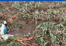 வெள்ள அனர்த்தம்: தடம் தெரியாமல் அழிந்து போயுள்ள விவசாய நிலங்கள்…