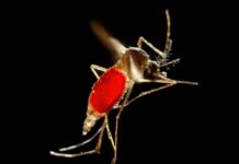 சிக்குன்குனியா எச்சரிக்கை: இலங்கைக்கான பயண ஆலோசனையை திருத்திய அமெரிக்கா!