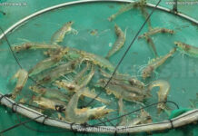 இலங்கையை தாக்கிய டித்வா புயல்: புத்தளத்தில் 600 இறால் பண்ணைகள் சேதம்!