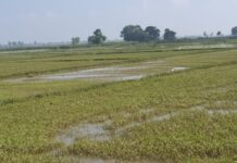 சீரற்ற கால நிலை: நூற்றுக்கணக்கான வயல்நிலங்கள் வெள்ளத்தால் பாதிப்பு