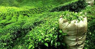 புது வடிவத்துடன் காணி உரிமை போராட்டம் : மருதன் ராம்