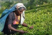 ஜனவரி முதல் தோட்டத் தொழிலாளர்களின் சம்பளம் அதிகரிப்பு