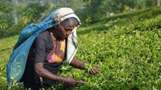 ஜனவரி முதல் தோட்டத் தொழிலாளர்களின் சம்பளம் அதிகரிப்பு
