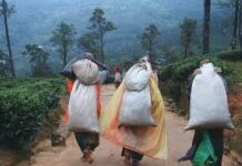 மலையக மக்களின் உழைப்பில் அடையாள அரசியல் : மருதன் ராம்