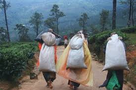 மலையக மக்களின் உழைப்பில் அடையாள அரசியல் : மருதன் ராம்