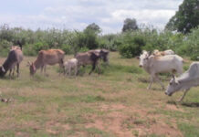 அரசிடம் விலை போன பாராளுமன்ற உறுப்பினரும்! ஆபத்தை உணராத மட்டக்களப்பு பண்ணையாளர்களும்!