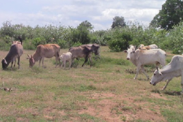 அரசிடம் விலை போன பாராளுமன்ற உறுப்பினரும்! ஆபத்தை உணராத மட்டக்களப்பு பண்ணையாளர்களும்!