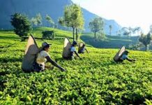 52% ஏற்றுமதிக்கு ஆபத்து! இலங்கைத் தேயிலைத் துறையை முடக்கும் மத்திய கிழக்கு போர் : மருதன் ராம்