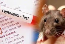 மீண்டும் இலங்கையை மிரட்டும் எலி காய்ச்சல்: 1,800 பேர் பாதிப்பு…