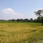 கிவுல் ஓயா திட்டத்தை கைவிடக்கோரி பருத்தித்துறை பிரதேச சபையில் தீர்மானம் நிறைவேற்றம்