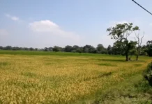 கிவுல் ஓயா திட்டத்தை கைவிடக்கோரி பருத்தித்துறை பிரதேச சபையில் தீர்மானம் நிறைவேற்றம்