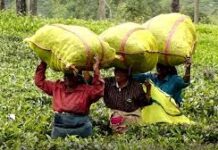 தேசத்தைக் காக்கும் தேயிலைத் தாரகைகள்: கொழுந்து பறிக்கும் கைகளுக்கு கடல் கடந்தும் இன்னல்கள் : மருதன் ராம்