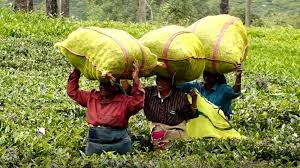 தேசத்தைக் காக்கும் தேயிலைத் தாரகைகள்: கொழுந்து பறிக்கும் கைகளுக்கு கடல் கடந்தும் இன்னல்கள் : மருதன் ராம்