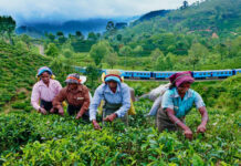 தேயிலைத் துறை பாரிய வீழ்ச்சி – தேசிய தேயிலை உரிமையாளர் சங்க தலைவர்