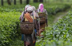தோட்டத் தொழிலாளர்களுக்கு புதிய வீட்டுத் திட்டம்!