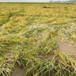 சீரற்ற வானிலை: பயிர் நிலங்களுக்கு இழப்பீடு