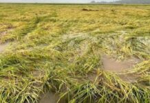 சீரற்ற வானிலை: பயிர் நிலங்களுக்கு இழப்பீடு