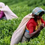 ஒரே உழைப்பு, இருவேறு ஊதியம் : இலங்கைத் தேயிலைத் துறையில் அம்பலமான இனப் பாகுபாடு : மருதன் ராம்