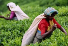 ஒரே உழைப்பு, இருவேறு ஊதியம் : இலங்கைத் தேயிலைத் துறையில் அம்பலமான இனப் பாகுபாடு : மருதன் ராம்