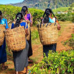 தேசியத் தமிழ் சமூகப் பேரவை : மலையக மக்களுக்காக சர்வதேசத் தளத்தில் ஒலிக்கும் உரிமைக் குரல் | மருதன் ராம்