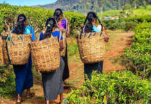 தேசியத் தமிழ் சமூகப் பேரவை : மலையக மக்களுக்காக சர்வதேசத் தளத்தில் ஒலிக்கும் உரிமைக் குரல் | மருதன் ராம்